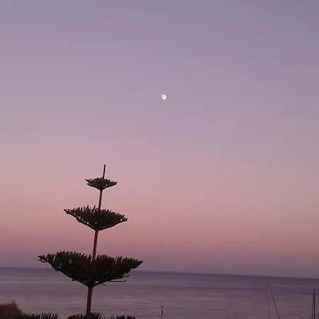 Daire Sunrise Flora